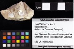 Foto (Objket + Etiketten) von Decapoda indet. 